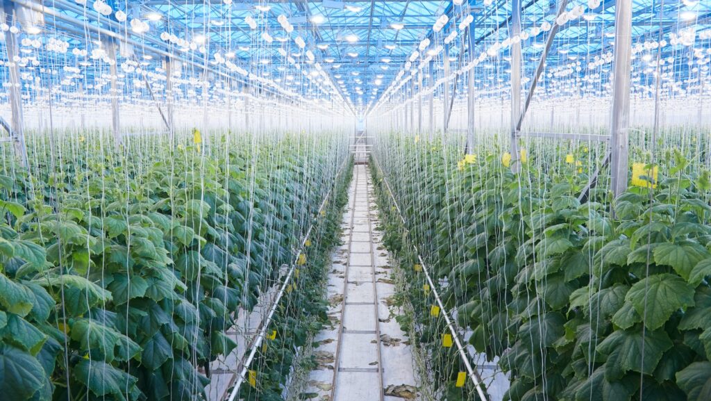 Modern Vegetable Plantation in Greenhouse