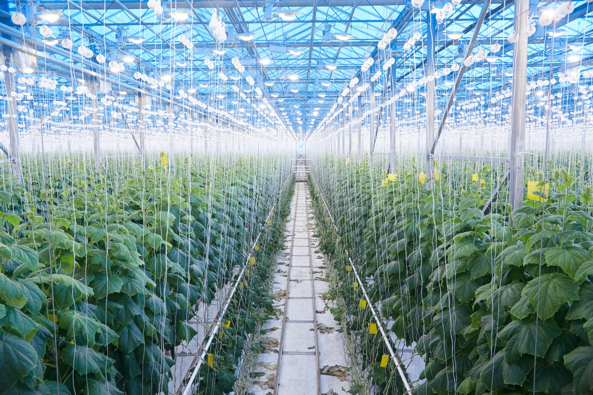 L’Agritech: Innovazione e Sostenibilità nel Settore Agricolo